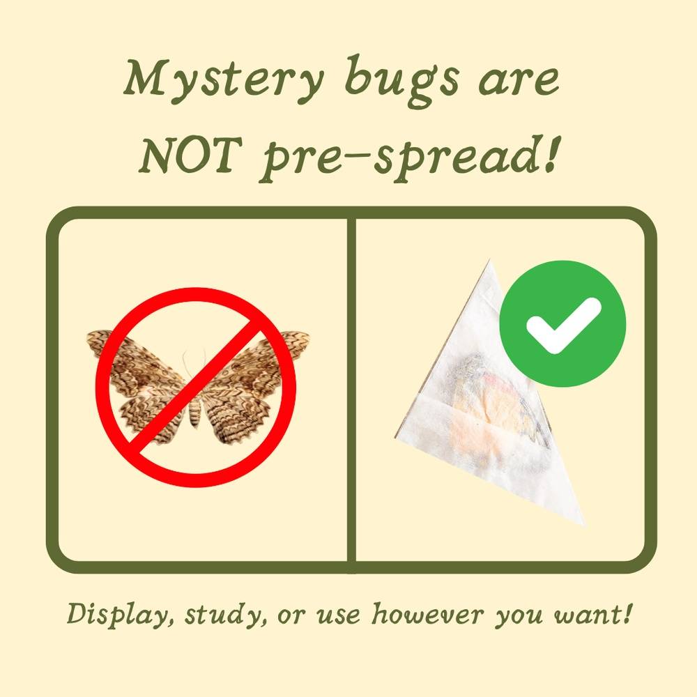 Mystery bug! (U.S. only)