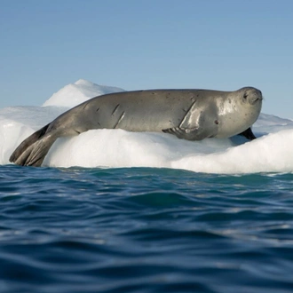 tourhub | Intrepid Travel | Ultimate Antarctica: Falklands, South Georgia & the Antarctic Circle (Ocean Endeavour)  