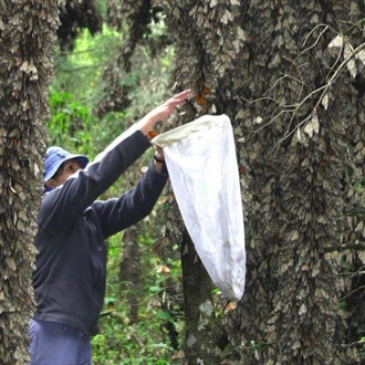 tourhub | Tours of Distinction | Mexico's Monarch Butterfly Migration 