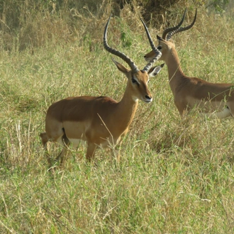 tourhub | Widerange African Safaris | 7days Tanzania Serengeti Migration 