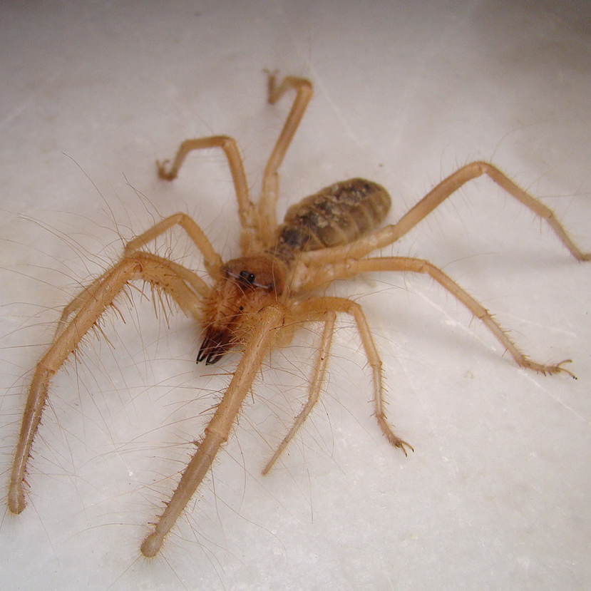 Red Roman Spiders - Spiders in South Africa