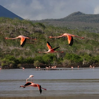 tourhub | Indus Travels | Best of Ecuador and Galapagos Islands 