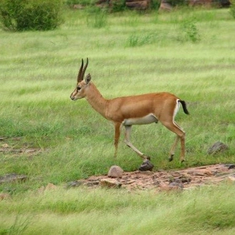 tourhub | Bamba Travel | Ranthambore Tiger Experience 5D/4N (from Delhi) 