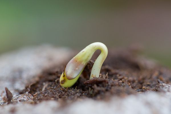 Cannabis Seed Germination