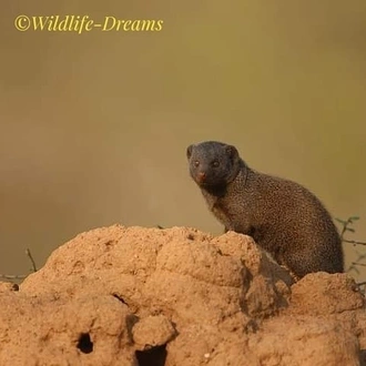 tourhub | Wildlife Dreams | Wildlife Dreams at Antares Bush Camp 