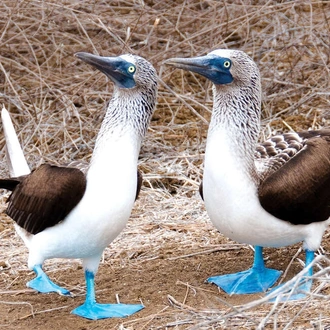 tourhub | Explore! | Galapagos Express - Central & West Islands aboard the Archipel I 