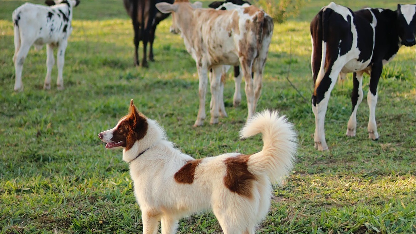 Représentation de la formation : Dresser son chien de troupeau : Initiation