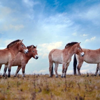 tourhub | Wild Frontiers | Mongolia: Land of the Great Khan 