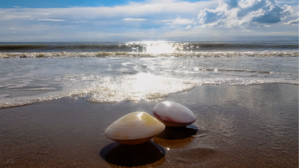 Représentation de la formation : Massage aux coquillages chauds 