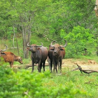 tourhub | Liberty Holidays |  3 Days Koshi Tappu Wildlife Reserve Tour from Kathmandu 