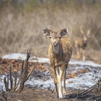 tourhub | Agora Voyages | Bangalore to Nagarhole National Park Expedition 