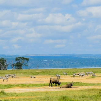 tourhub | Exodus Safaris | 6-Day Kenya Luxury Safari Package: Amboseli, Flight to Masai Mara, Lake Nakuru 