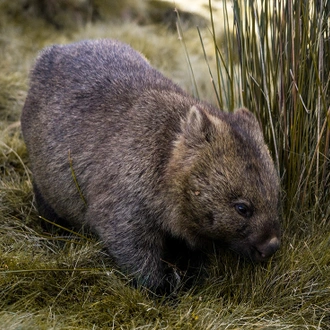 tourhub | Intrepid Travel | Trek the Cradle Mountain Overland Track  