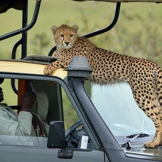 tourhub | Gracepatt Ecotours Kenya | 3-Days Maasai Mara Camping Safari on 4x4 Land Cruiser Jeep 