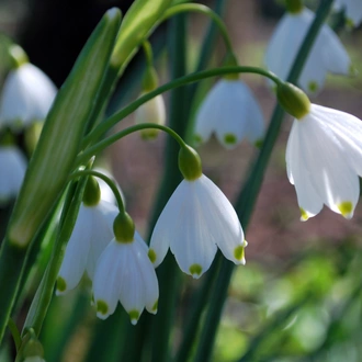 tourhub | Brightwater Holidays | Snowdrops in the Cotswolds 703 