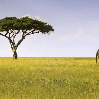 tourhub | Explore! | Serengeti Wildlife Experience 