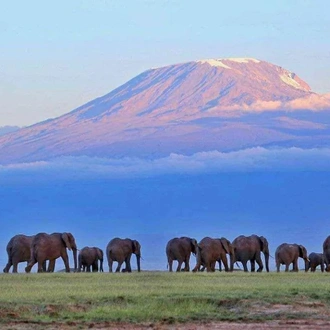 tourhub | Divulge Adventures | 3 Days 2 Nights Amboseli National Park 