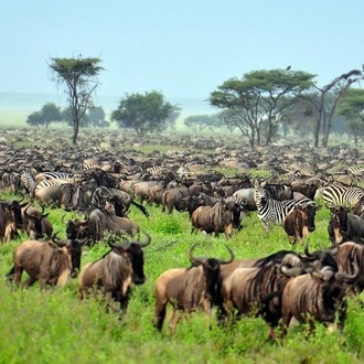 tourhub | Gracepatt Ecotours Kenya | 6 Days Masai Mara Wildebeest Migration Safari Holiday 