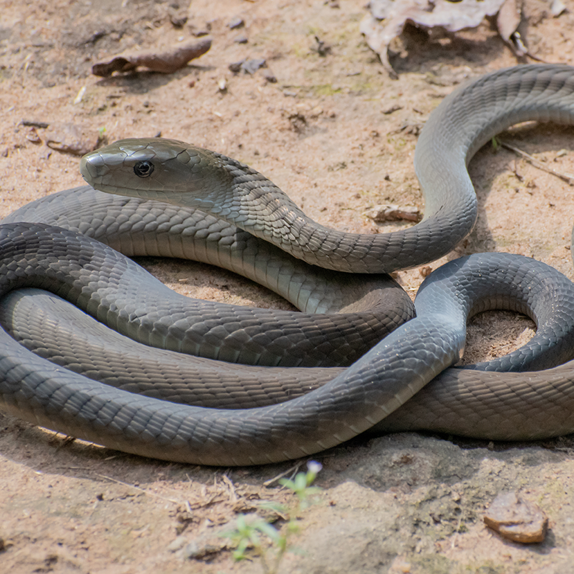 The Black Mamba - Top Common Snake Species in South Africa 