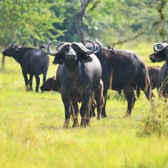 tourhub | Verdoro Safaris | 7-Day Lake Mburo Wildlife Experience 