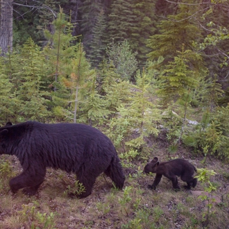 tourhub | G Adventures | Canadian Rockies: National Parks Westbound 