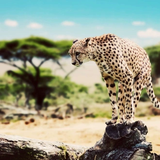 tourhub | Wild Frontiers | Tanzania: Safari, Serengeti & Maasai Heartlands (Shoulder Season) 