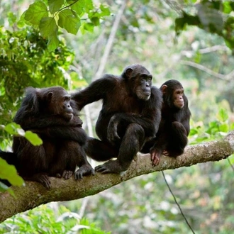 tourhub | Spider Tours And Safaris | 4 DAYS CHIMPANZEE TRACKING IN MAHALE 