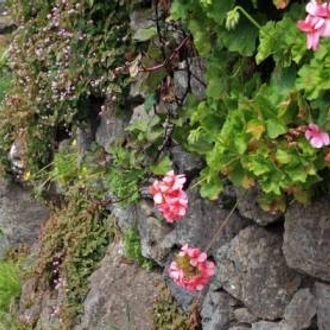 tourhub | Walkers' Britain | Madeira Island Walking 