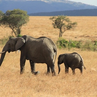 tourhub | Intrepid Travel | Kenya and Tanzania Family Safari  