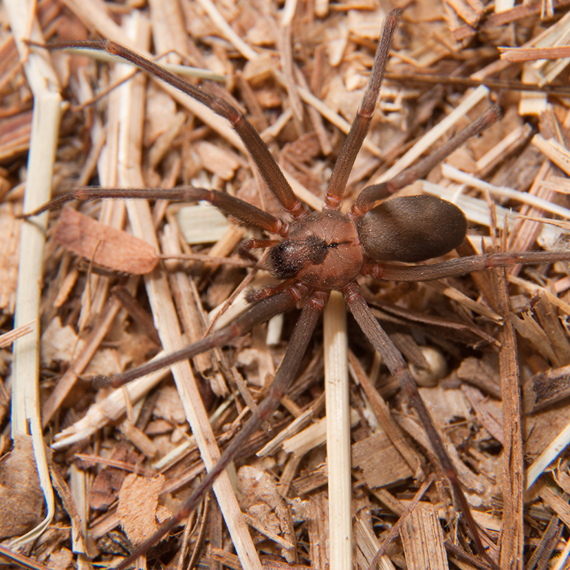 African Violin Spider - Spiders in South Africa