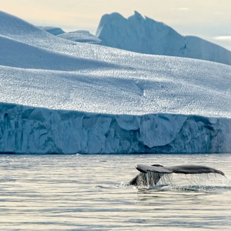 tourhub | Intrepid Travel | West Greenland Ice Odyssey: Glaciers and Icebergs 