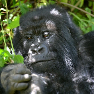 tourhub | Intrepid Travel | Uganda Gorilla Short Break: Original 