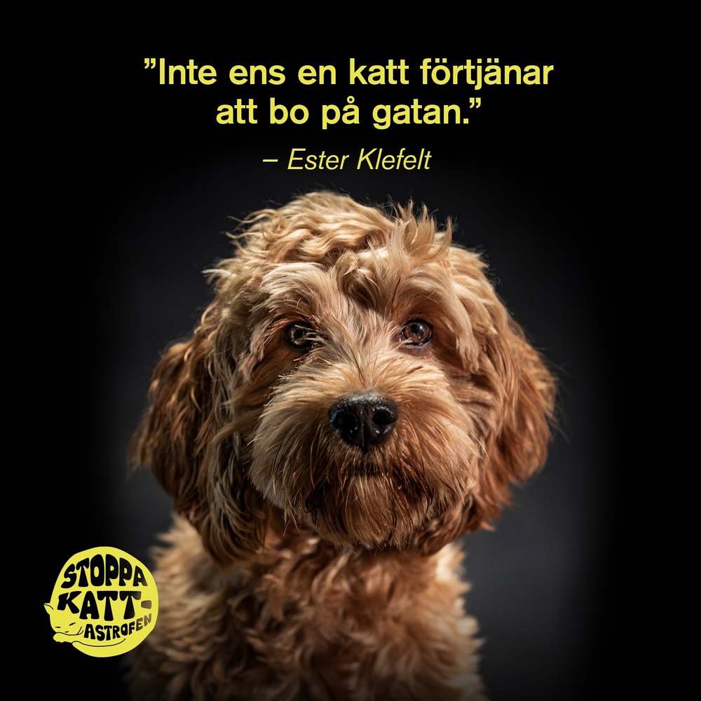 Bild från kampanjen Stoppa Kattastrofen. Hunden Ester visar sitt stöd för katterna.