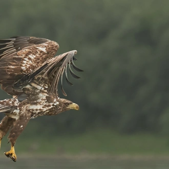 tourhub | Bunica Maria | Birding Danube Delta 