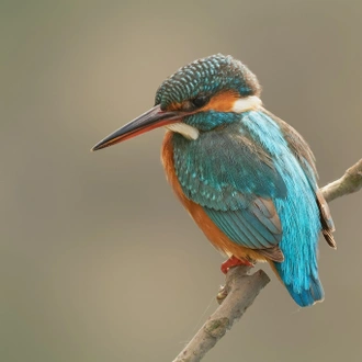 tourhub | Bunica Maria | Danube Delta Birding Tour, Romania 