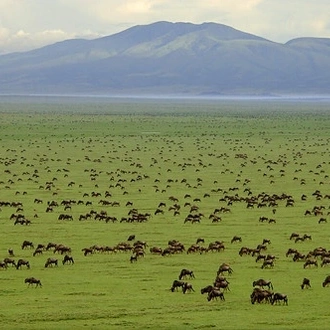 tourhub | Tanzania Royal Tours and Safaris | 6 Days Tanzania Luxury Serengeti tours 