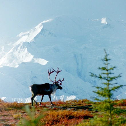 Alaskan Wildlife & Wilderness (Homer)