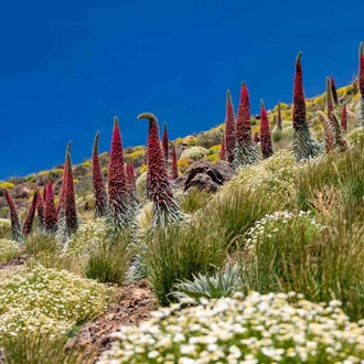 tourhub | YellowWood Adventures | Hiking the wondrous landscapes of the Canary Islands 