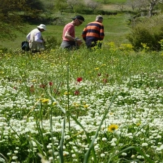 tourhub | Travel Editions | Spring Flowers of Crete Escorted Tour 