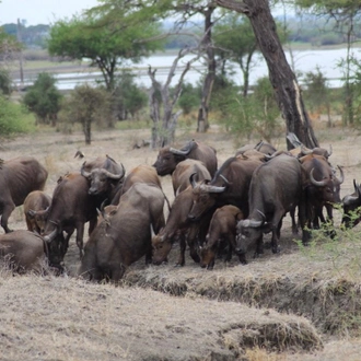 tourhub | Beach and Safari Holidays | A 9-Day Wildlife Expedition in the Serengeti 