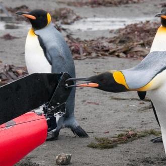 tourhub | Heritage Expeditions | Galapagos of the Southern Ocean 