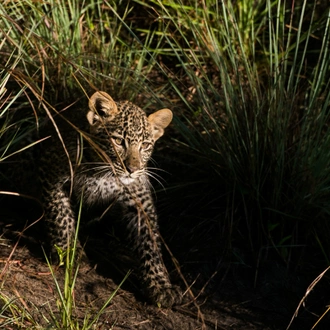 tourhub | Exodus Adventure Travels | Kenya Photographic Safari with Paul Goldstein - Premium Adventure 