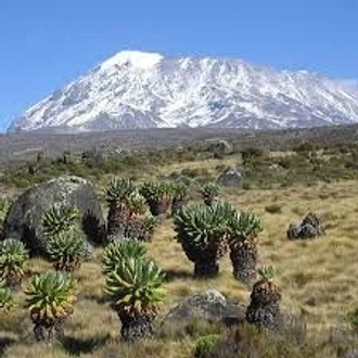 tourhub | Spider Tours And Safaris | 8 Days Kilimanjaro Climb Northern Circuit Route 