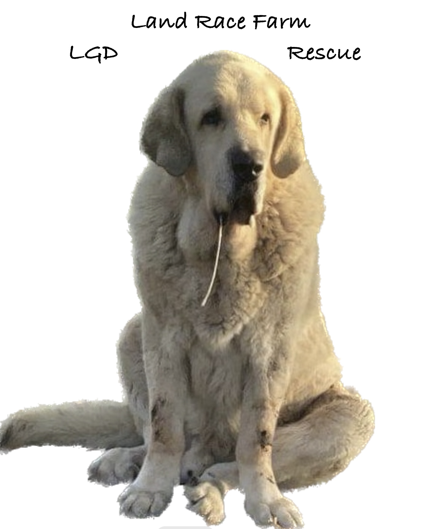 Land race farm LGD rescue logo