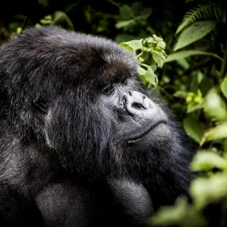 tourhub | Birchill Expeditions | Gorillas and Chimpanzee Tracking Adventure 