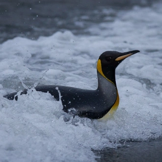 tourhub | Heritage Expeditions | Galapagos of the Southern Ocean 