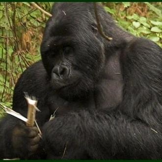 tourhub | World Adventure Tours | Luxury Gorilla Safari, Highlights of Uganda | Tour Map