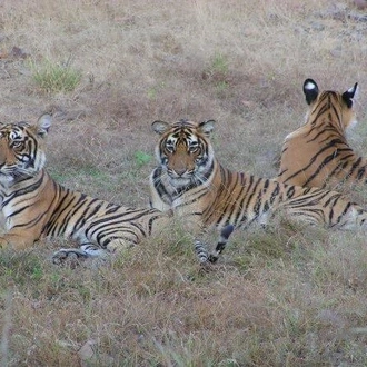 tourhub | Bamba Travel | Ranthambore Tiger Experience 5D/4N (from Delhi) 