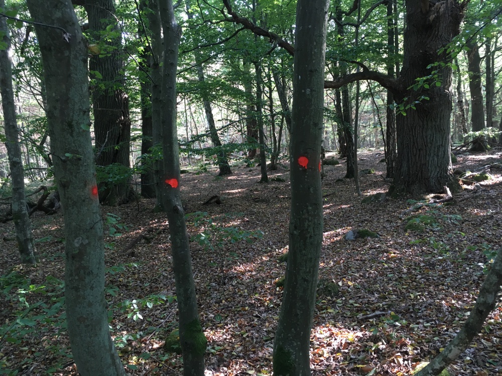 Träd markerade med röda prickar.