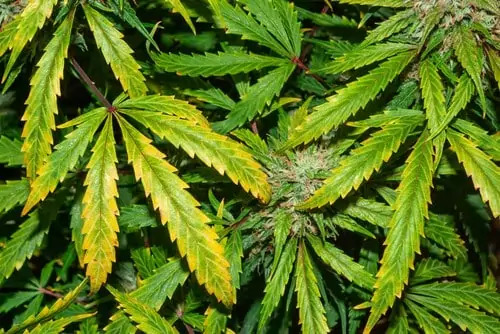 Rusts Spots On Cannabis Leaves And How To Fix Them – SeedsBros